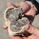 Paleontologist Tyler Lyson holding a split concretion with a vertebrate skull inside.